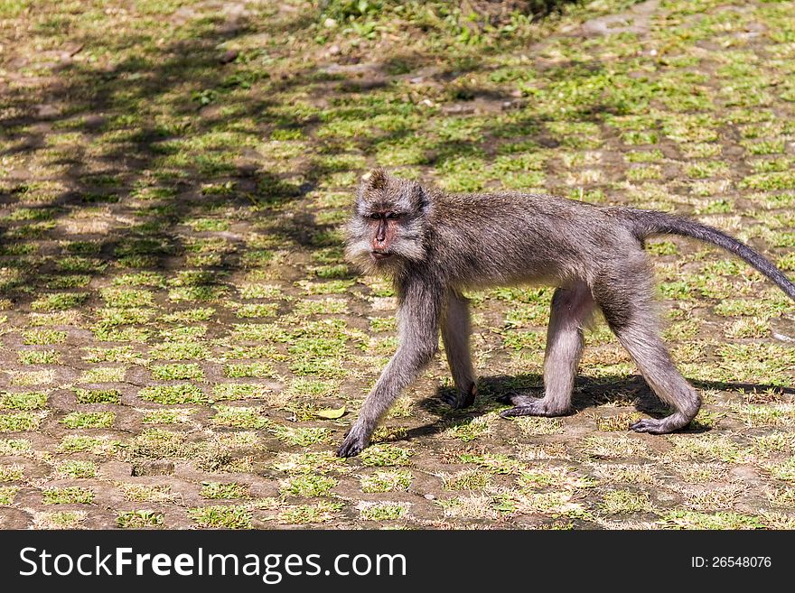 Walking monkey in ubud forest, Bali