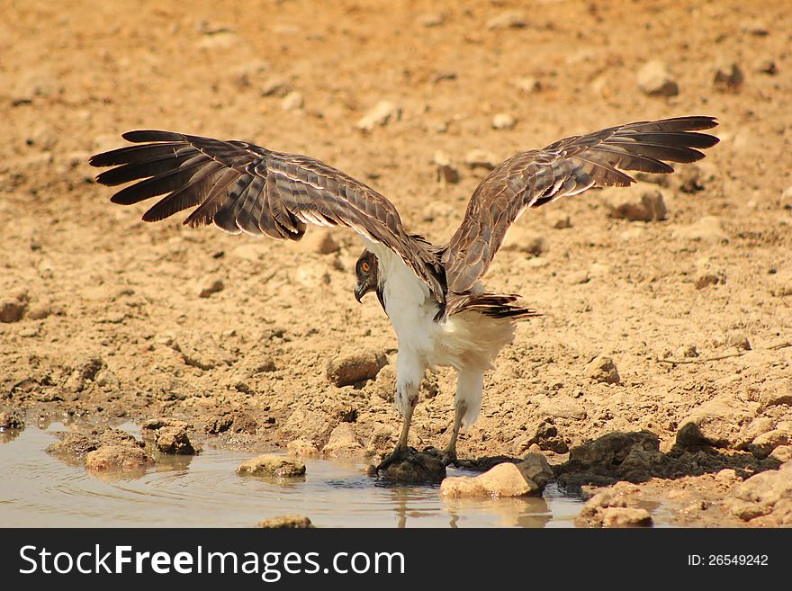An adult Blackbreasted Snake Eagle taking off from a watering hole in Namibia, Africa. An adult Blackbreasted Snake Eagle taking off from a watering hole in Namibia, Africa.