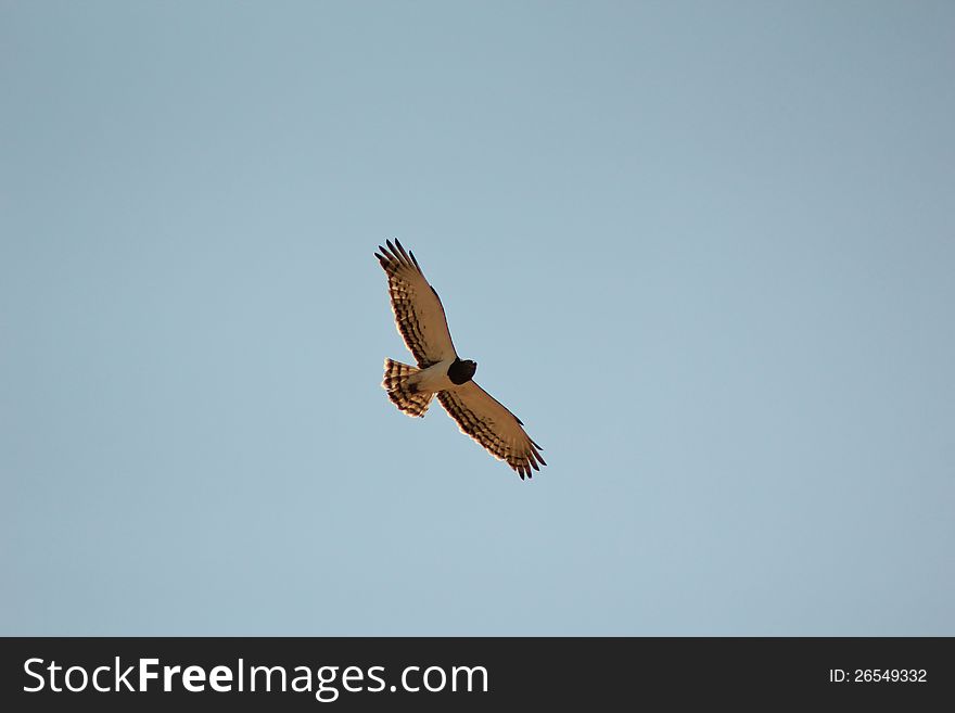 Black Breasted Snake Eagle - In Flight