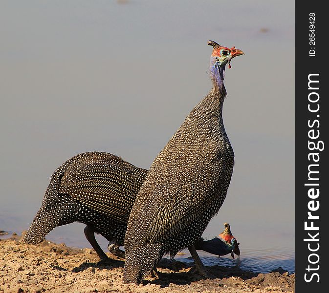 Two Helmeted Guineafowl at a watering hole in Namibia, Africa. Two Helmeted Guineafowl at a watering hole in Namibia, Africa.