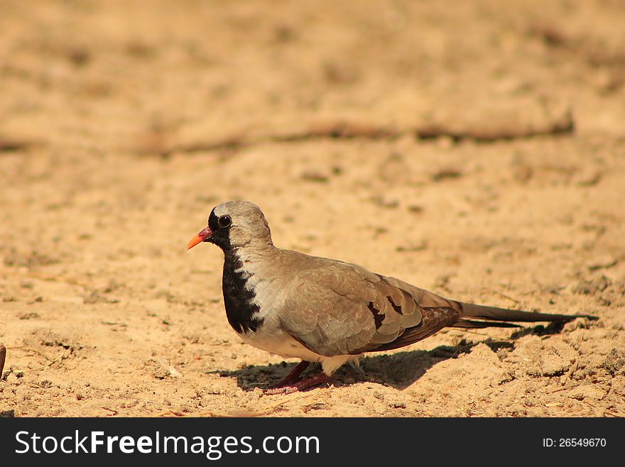 An adult male Namaquae Dove at a watering hole in Namibia, Africa. An adult male Namaquae Dove at a watering hole in Namibia, Africa.