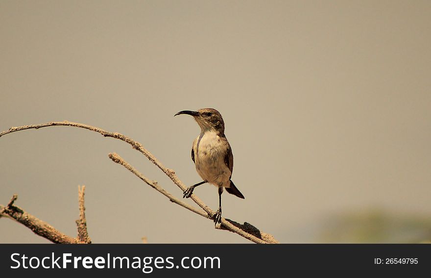 An adult female Marico Sunbird on a twig at a watering hole in Namibia, Africa. An adult female Marico Sunbird on a twig at a watering hole in Namibia, Africa.