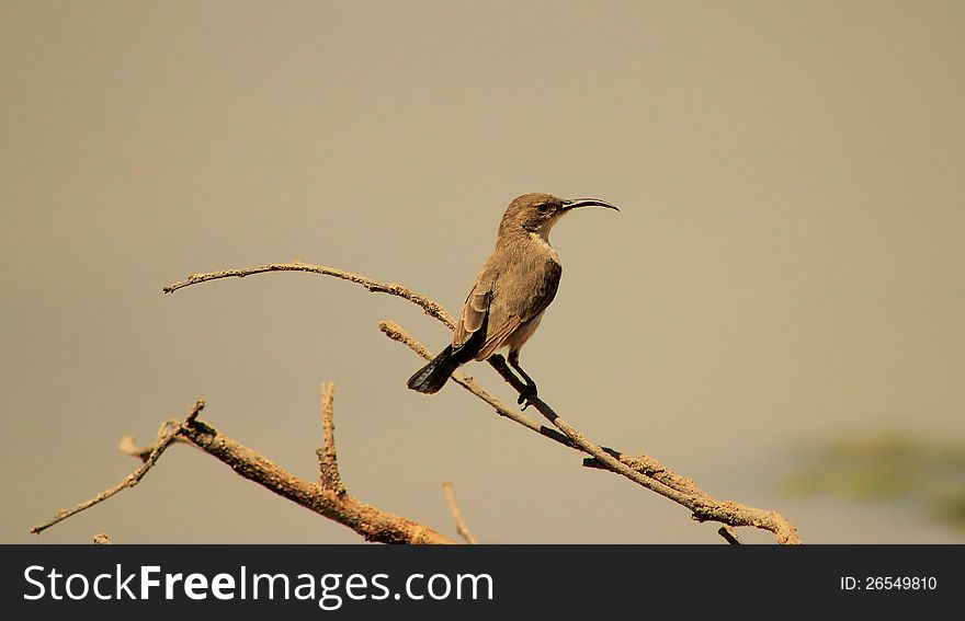 An adult female Marico Sunbird on a twig at a watering hole in Namibia, Africa. An adult female Marico Sunbird on a twig at a watering hole in Namibia, Africa.