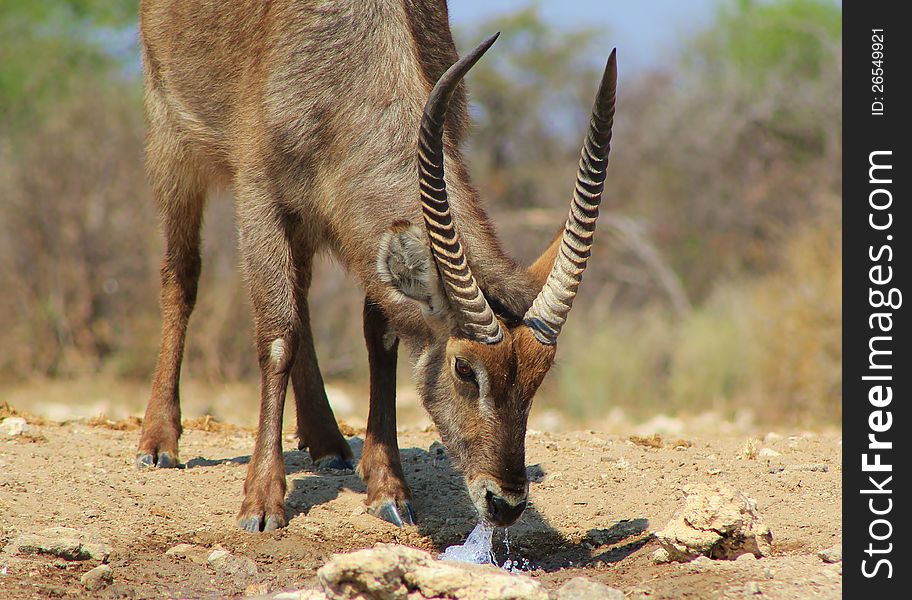 Waterbuck bull drinking water from a spouting pipe in the ground. Photo taken on a game ranch in Namibia, Africa. Waterbuck bull drinking water from a spouting pipe in the ground. Photo taken on a game ranch in Namibia, Africa.