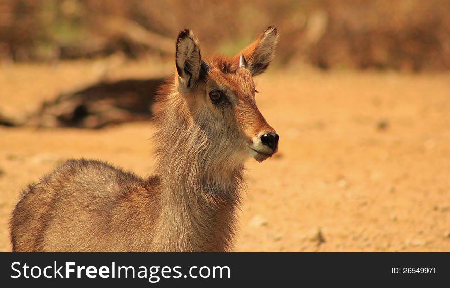 A young Waterbuck bull staring into distance.  Photo taken on a game ranch in Namibia, Africa. A young Waterbuck bull staring into distance.  Photo taken on a game ranch in Namibia, Africa.