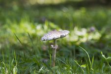 Toadstool Stock Images Toadstool Stock Images