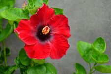 Hybrid Hibiscus Flower Stock Photo Hybrid Hibiscus Flower Stock Photo