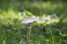 Toadstool Royalty Free Stock Photos Toadstool Royalty Free Stock Photos