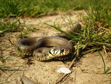 Grass Snake Coming Royalty Free Stock Photography Grass Snake Coming Royalty Free Stock Photography