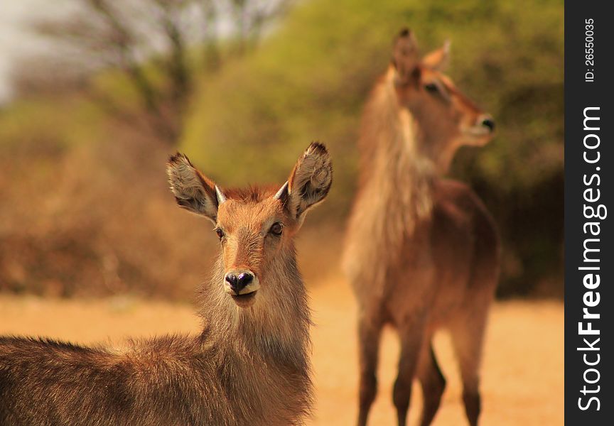 A young Waterbuck bull (with mother in background) staring into distance.  Photo taken on a game ranch in Namibia, Africa. A young Waterbuck bull (with mother in background) staring into distance.  Photo taken on a game ranch in Namibia, Africa.