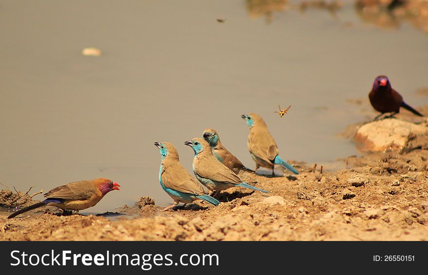 Adult male Blue Waxbills at a watering hole in Namibia, Africa. Adult male Blue Waxbills at a watering hole in Namibia, Africa.