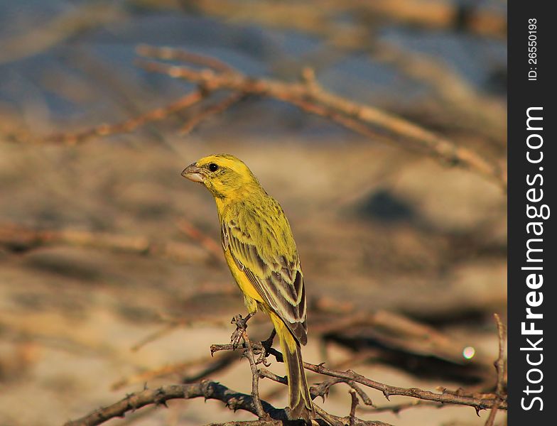 Yellow Canary at a watering hole in Namibia, Africa. Yellow Canary at a watering hole in Namibia, Africa.