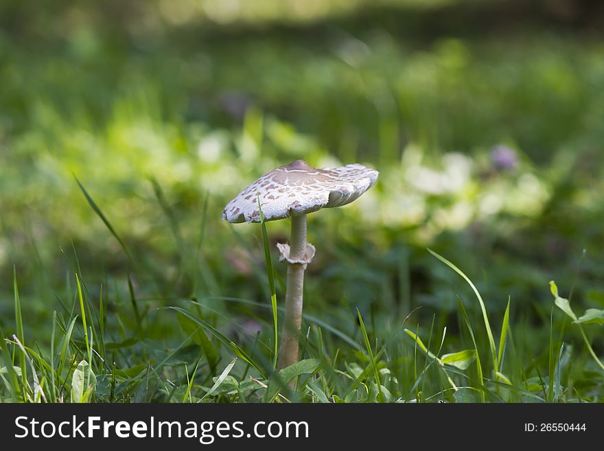 Toadstool on a wood glade early in the morning