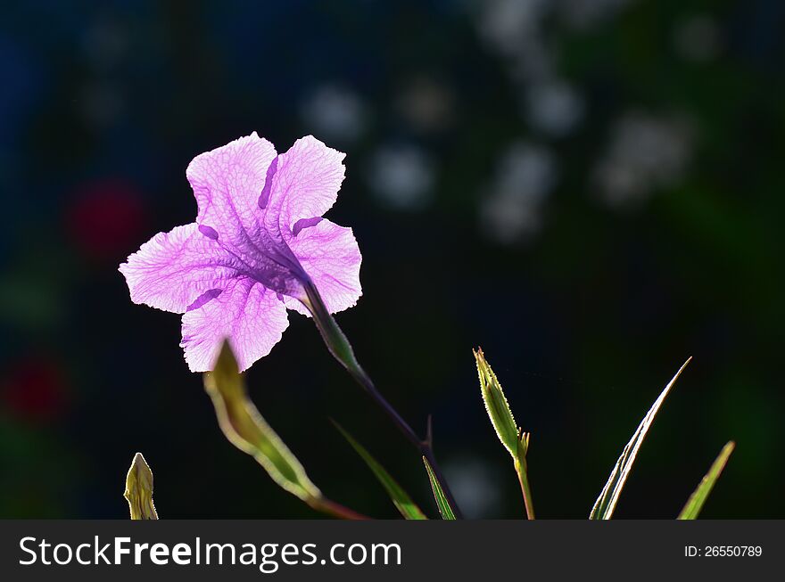 Backlight Purple Ruellia on garden