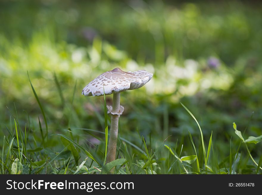 Toadstool on a wood glade early in the morning