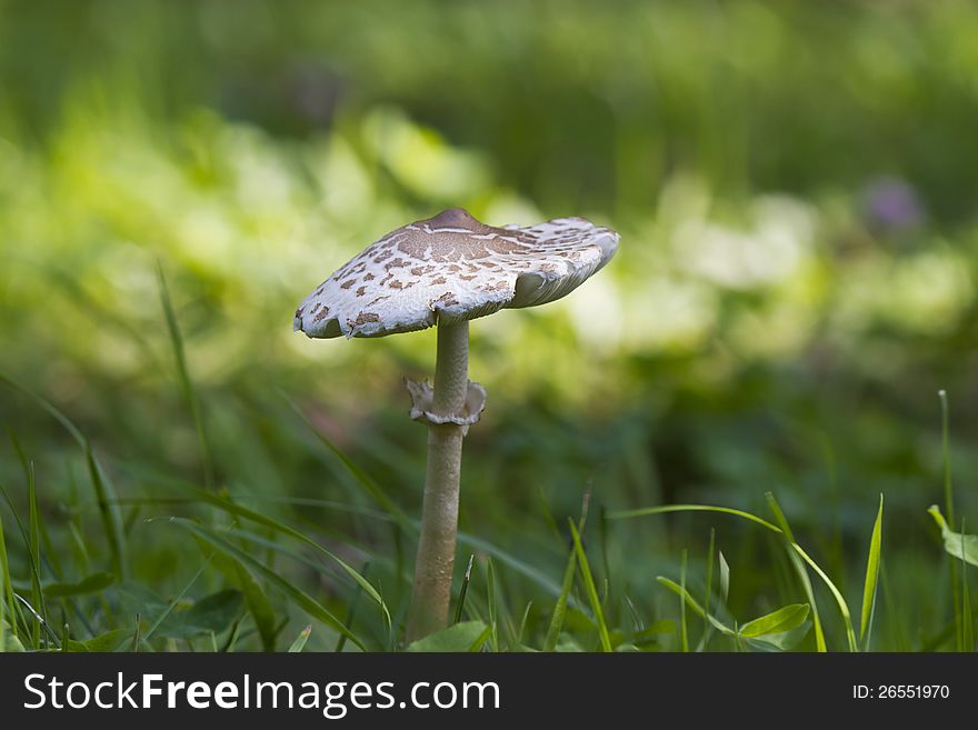 Toadstool on a wood glade early in the morning