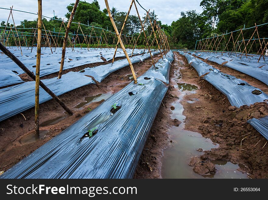 The agriculture and planting cover crops in rural Thailand.