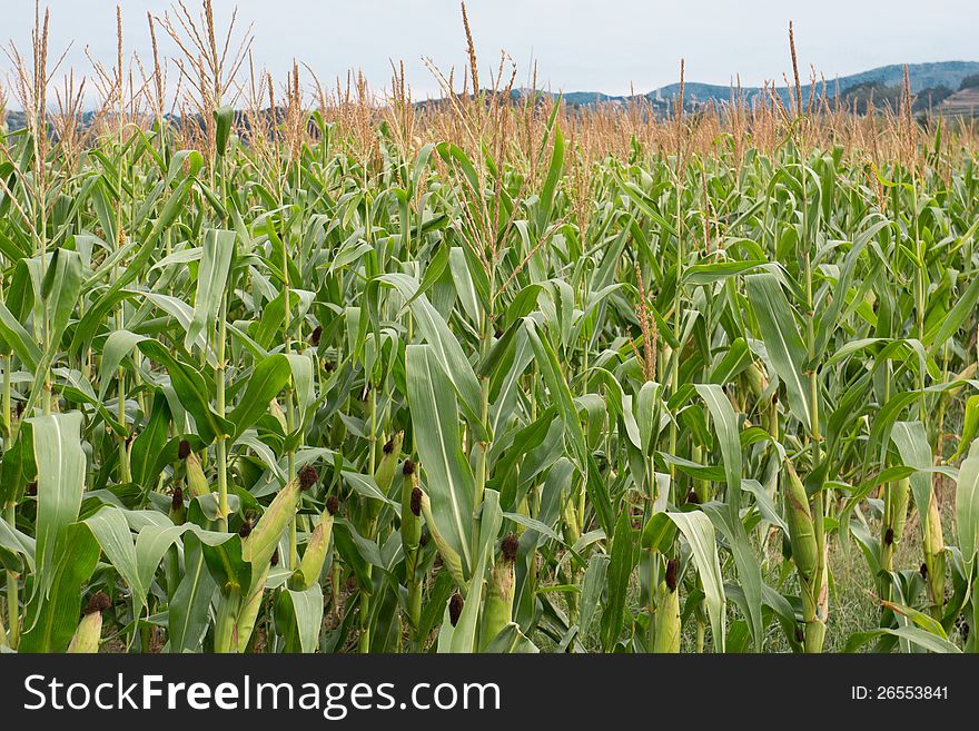 Row of fresh unpicked corn with hills on the background. Row of fresh unpicked corn with hills on the background.