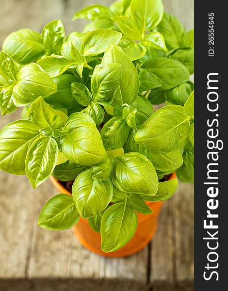 Fresh basil in an orange pot on wooden table