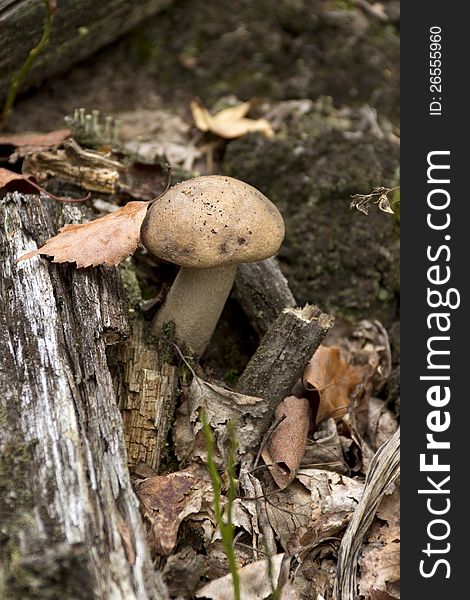 Brown cap boletus grows directly from the stump. Brown cap boletus grows directly from the stump