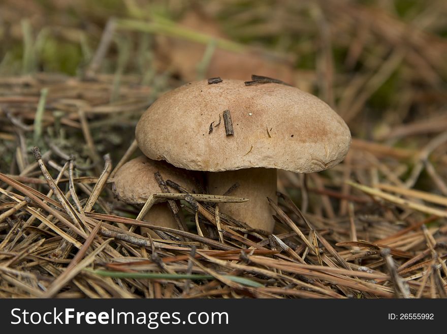 Two mushrooms growing in the forest of needles. Two mushrooms growing in the forest of needles