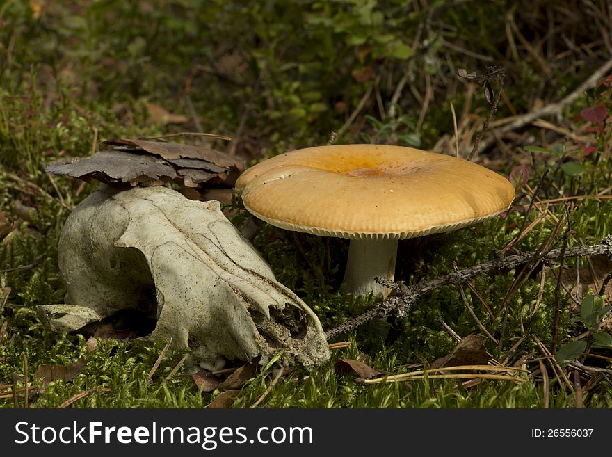 The animal skull lies near the mushrooms. The animal skull lies near the mushrooms