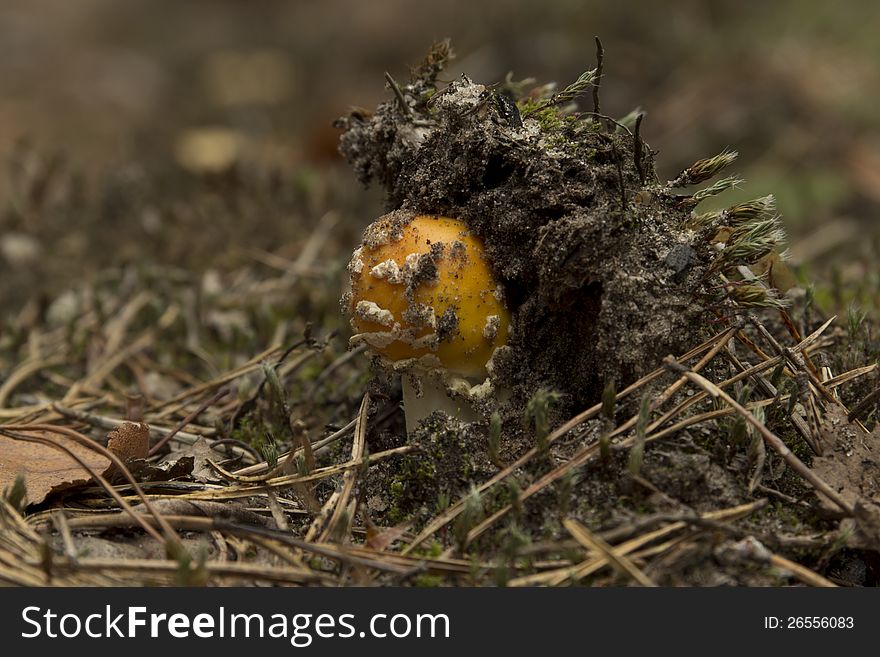 The colorful yellow mushroom growing in the forest. The colorful yellow mushroom growing in the forest