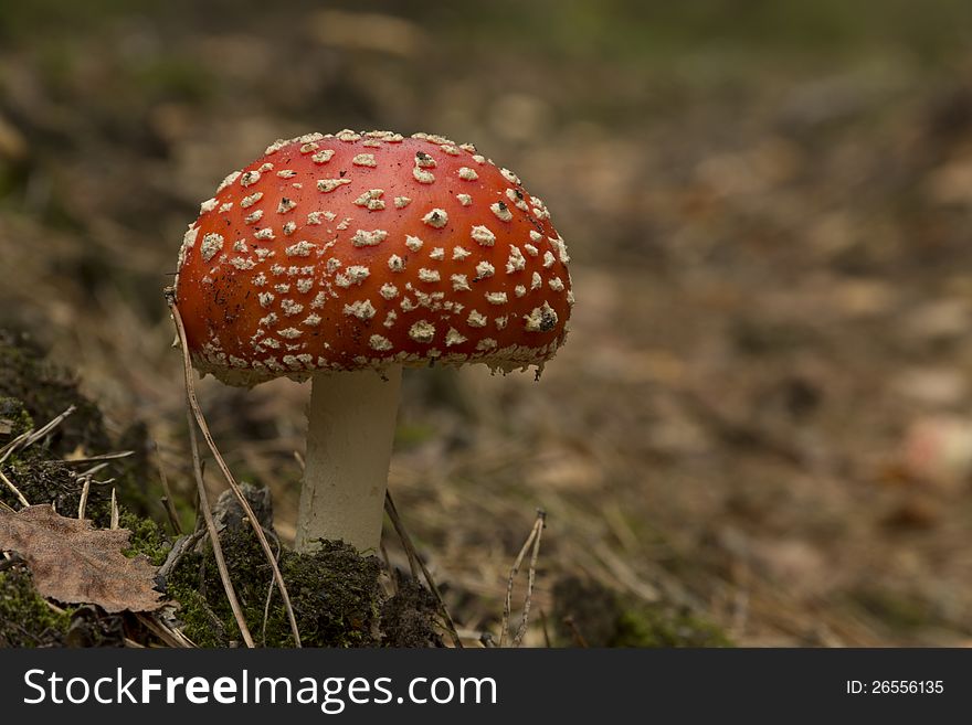 Mushroom in the forest