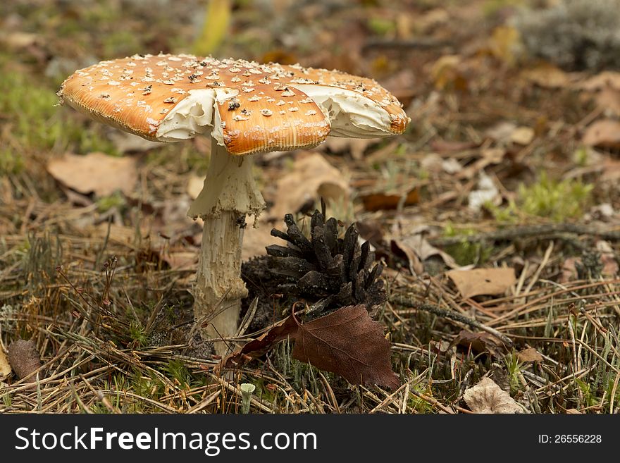 The colorful yellow mushroom growing in the forest. The colorful yellow mushroom growing in the forest