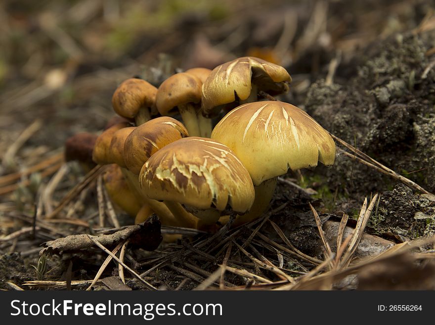 The colorful yellow mushrooms growing in the forest. The colorful yellow mushrooms growing in the forest