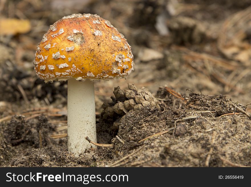The colorful yellow mushroom growing in the forest. The colorful yellow mushroom growing in the forest