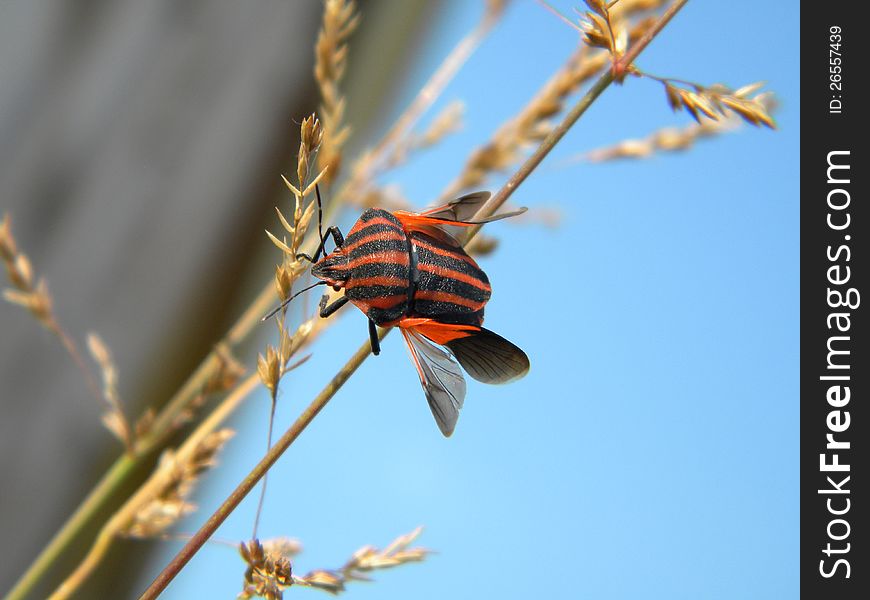 A red striped bug on a grass thread