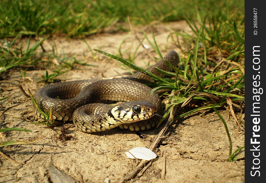 A grass snake coming to me