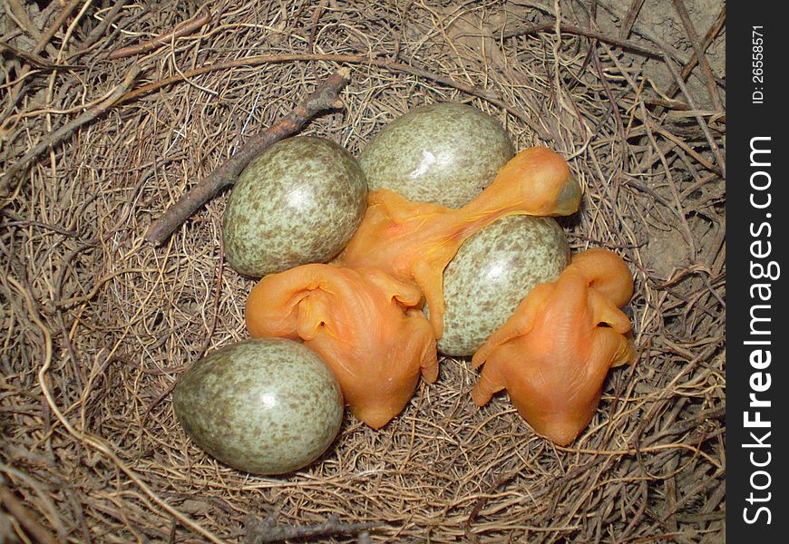 Three magpie babies with four eggs