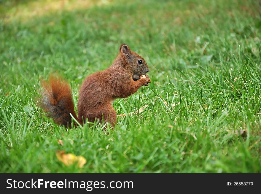 European Red Squirrel Eating a nut. European Red Squirrel Eating a nut