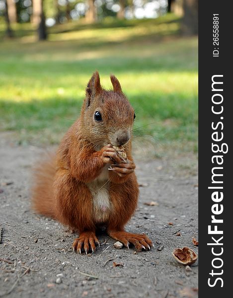 European Red Squirrel Eating a nut. European Red Squirrel Eating a nut