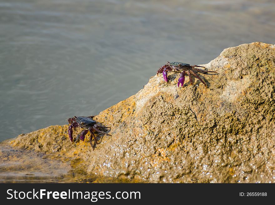 Meder mangrove crab