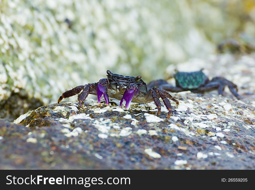 Meder Mangrove Crab
