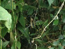 Yellow Garden Spider & X28 Argiope Aurantia& X29 Royalty Free Stock Photography