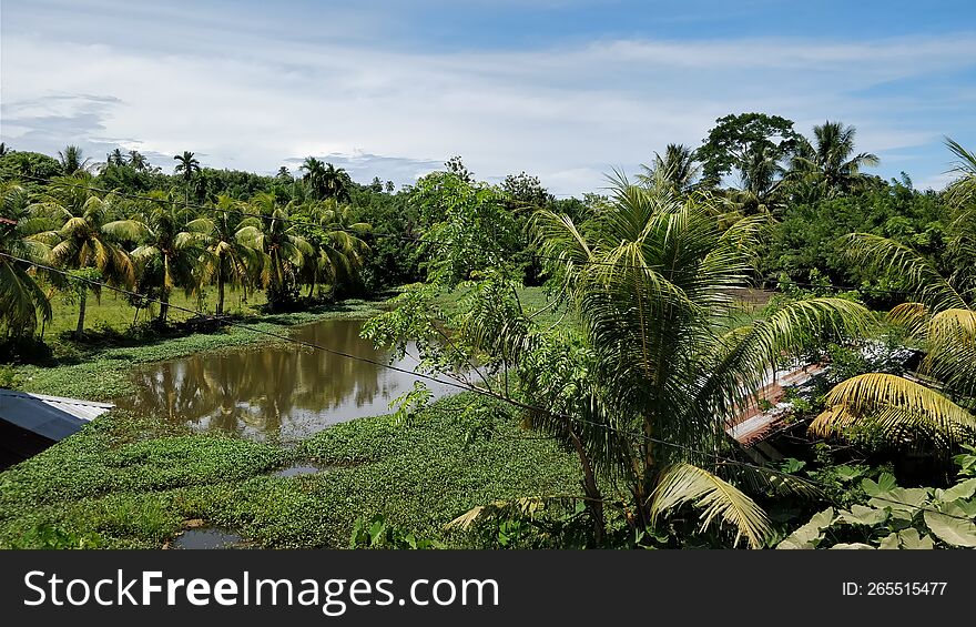 Coconut Trees  Around The Pond