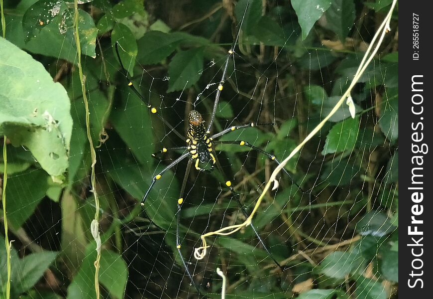 Yellow Garden Spider & X28 Argiope Aurantia& X29