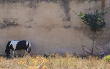 Grazing Horse Stock Photo Grazing Horse Stock Photo
