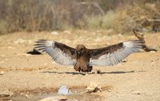 Wild African Birds - Brown Snake Eagle Stock Photos Wild African Birds - Brown Snake Eagle Stock Photos
