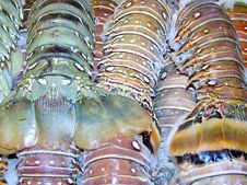 Lobster Tails Stock Image Lobster Tails Stock Image