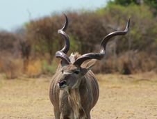 Kudu Bull - Curls And Twists 2 Stock Photos