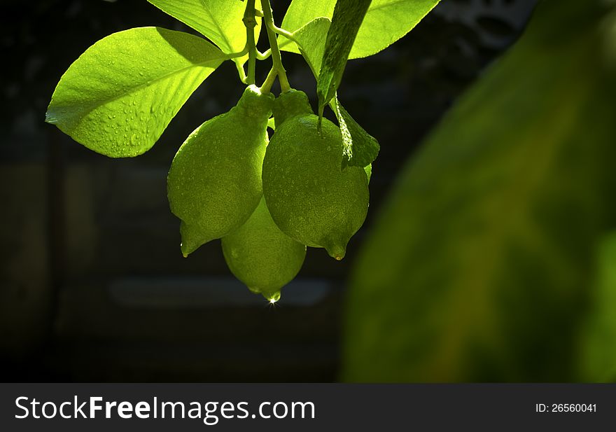 Fine image of three lemon fruits on dark background. Fine image of three lemon fruits on dark background