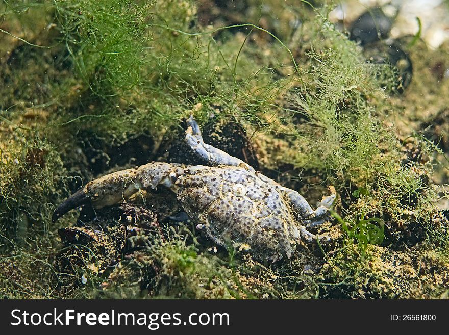 A small crab on the sea floor. A small crab on the sea floor