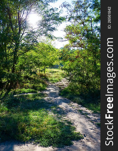 Pathway in the forest with sunlight backgrounds.