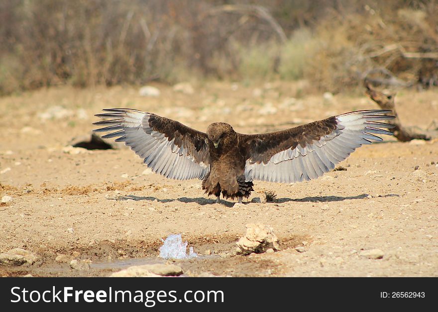 An amazing photograph that was taken on a game ranch in Namibia, Africa. An adult Brown Snake Eagle with expanded wings after drinking water. As if praying. An amazing photograph that was taken on a game ranch in Namibia, Africa. An adult Brown Snake Eagle with expanded wings after drinking water. As if praying.