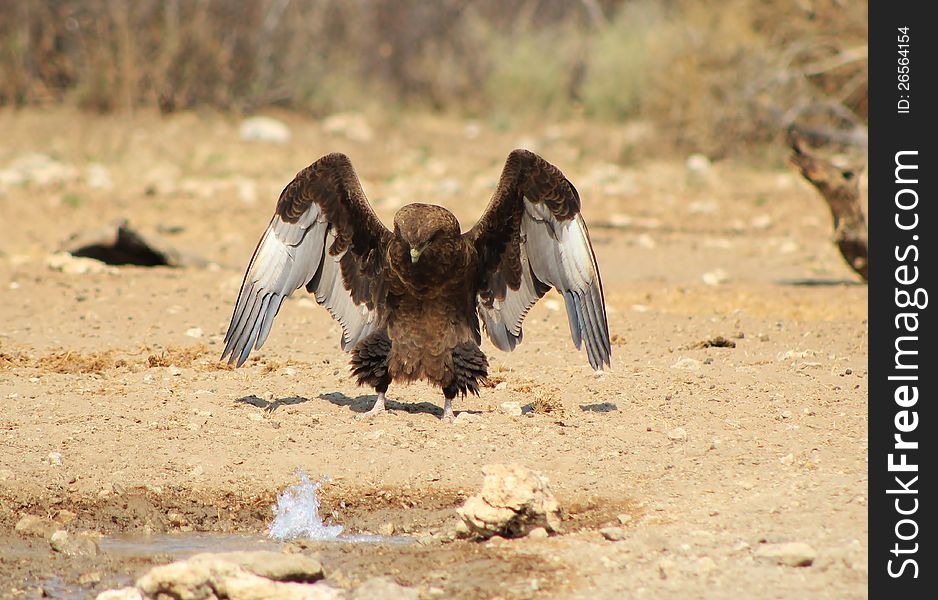 An adult Brown Snake Eagle with wings opening up. Photo taken in Namibia, Africa. An adult Brown Snake Eagle with wings opening up. Photo taken in Namibia, Africa.